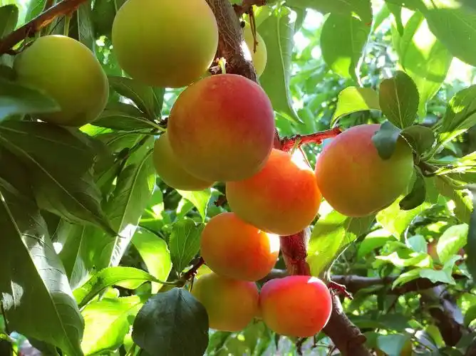 果子熟了阳光下晶莹剔透|阳光|果子_新浪网