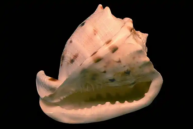 比较珍贵的海螺你知道哪些?第一名古人将其作为神物供奉