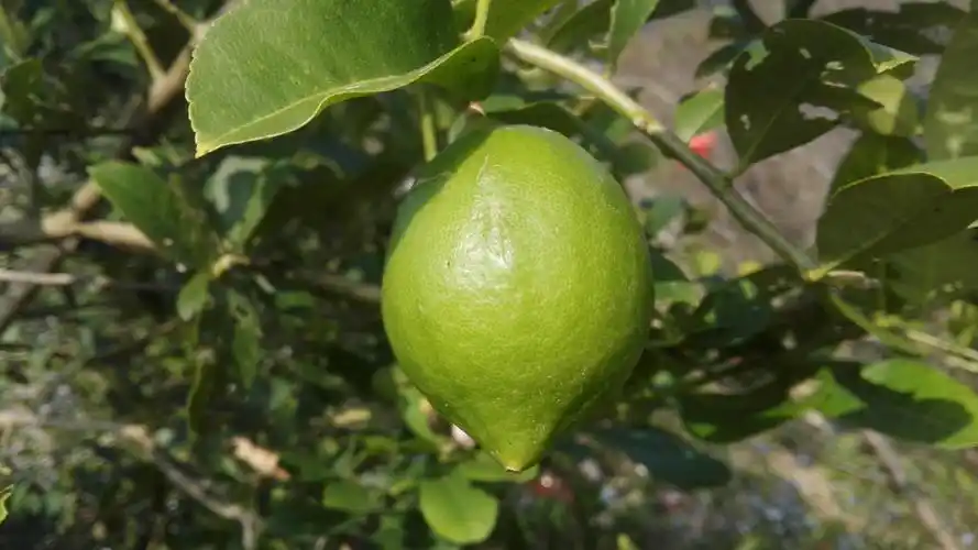 壁纸 柠檬树,绿色柠檬