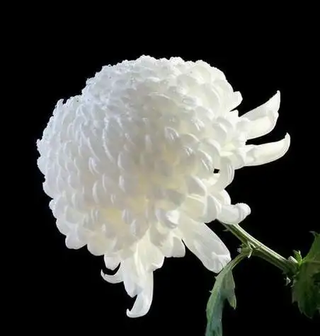 一支白菊花头像 头像图片大全 -【爱个性】