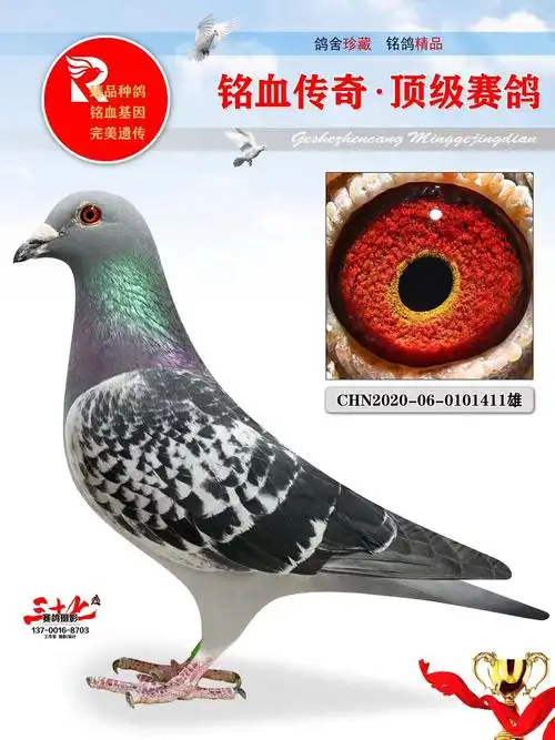 牧鸽文化 - 中信网铭鸽展厅