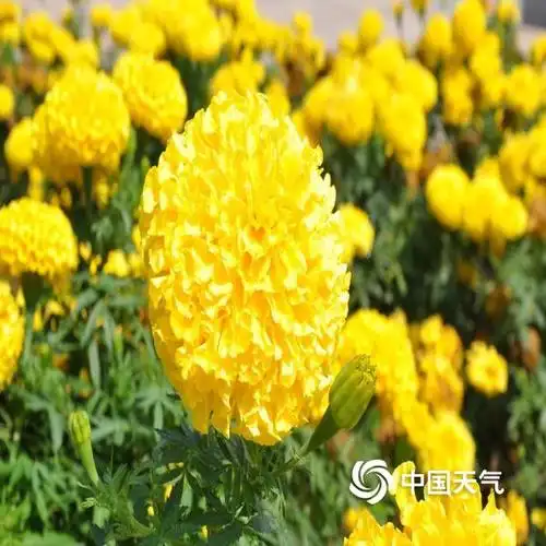 呼和浩特夏末时光花正灿 市民惬意溜娃