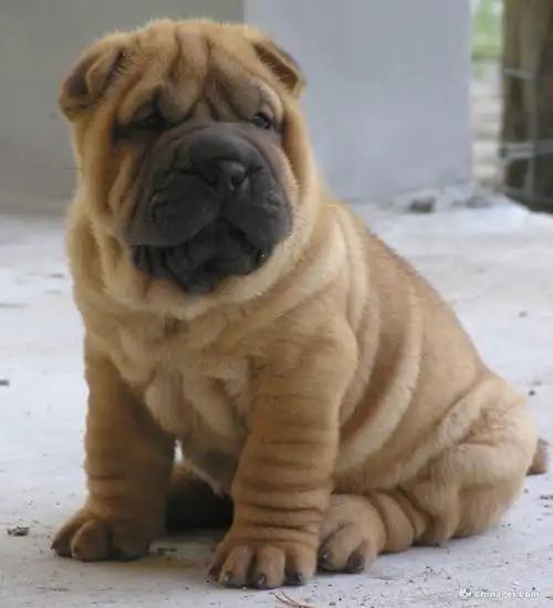 p>沙皮犬,英文名 sharpei,产于中国广东南海大沥镇一带,是世界名种
