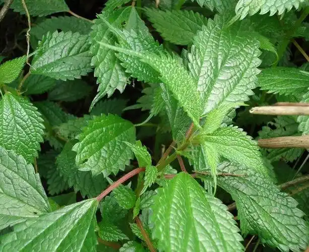 农村小时候放牛遇到的荨麻草,刚开始不知道它会咬人,但是又一次邻居家