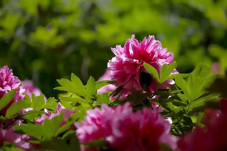 牡丹花开动我心