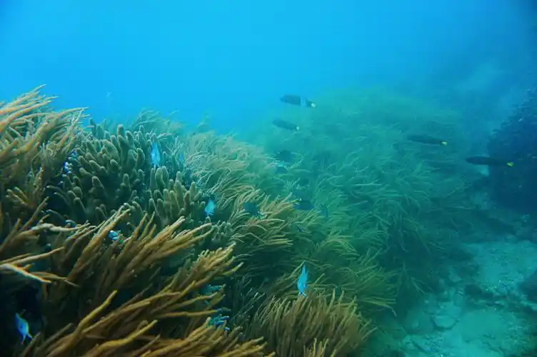 亚龙湾绝美水下风光集锦