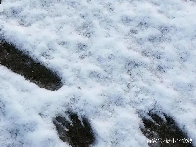 看脚印猜动物游戏,干脆面君的脚印也在其中,你能猜出来吗?