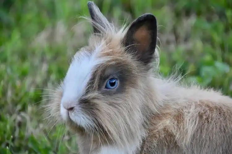 兔,兔子的肖像,兔子蓝眼睛