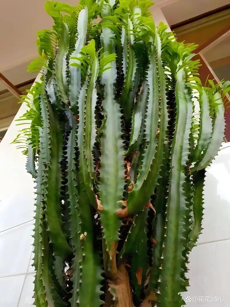 龙骨是什么植物?龙骨植物开花吗?