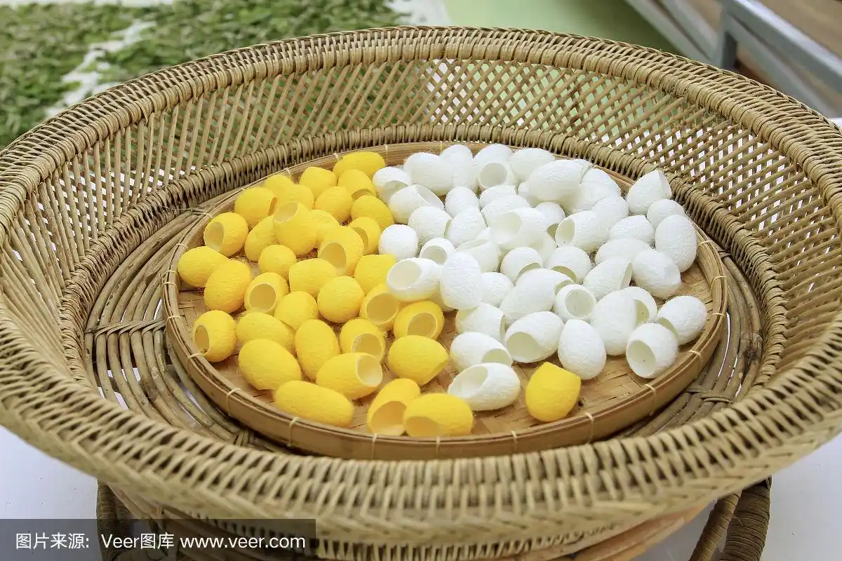 特写黄色和白色的蚕茧为背景.