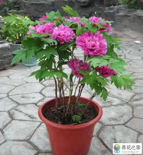 花友们要想尽快欣赏到芍药花高贵典雅的仪态,去花市上购买盆栽的时候