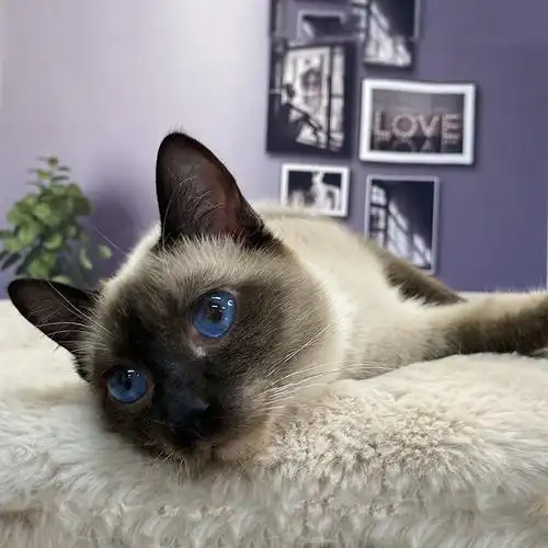 特价宠物猫咪活体泰国纯种暹罗猫