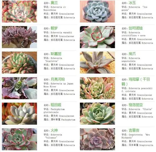 多肉植物图片与分类,名称