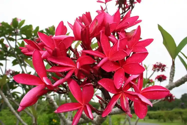 秀色可餐鸡蛋花