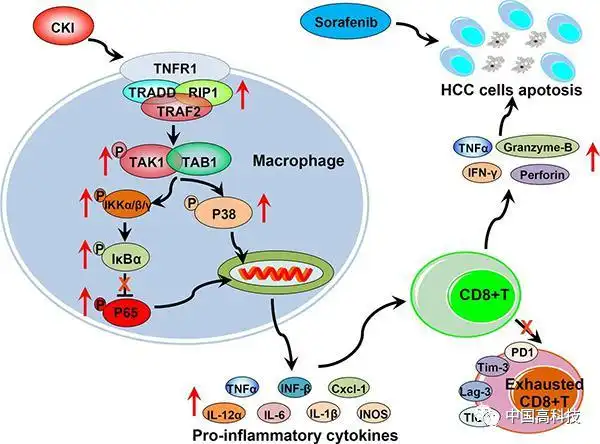 前沿科技中科院等科学家合作研究揭示中药复方苦参注射