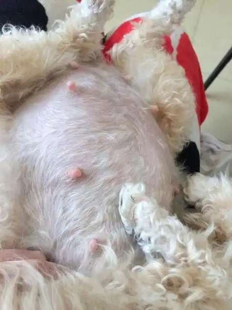 猫怀孕肚子变化图 母猫快生当天的症状