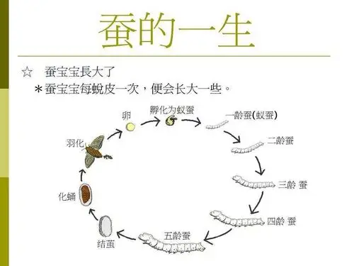 刚孵化不久的蚕宝宝就是这种深色的.