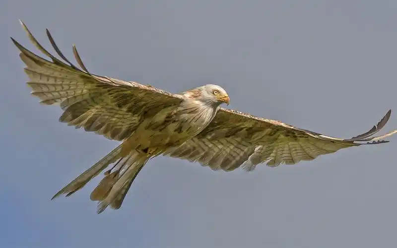 鹰飞行,鸟,天空 壁纸