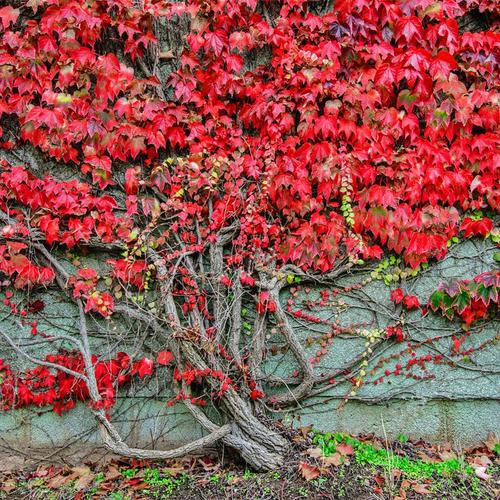 庭院三叶爬山虎苗爬藤植物阳台攀援爬山虎大苗盆栽种子红叶爬墙虎