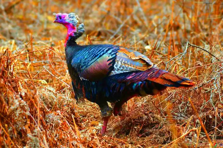 【唯美俏丽---野火鸡】