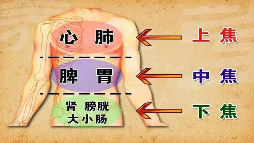 三焦指的是什么