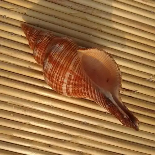 天然海螺贝壳红花钻螺红赤旋螺水族鱼缸造景海螺