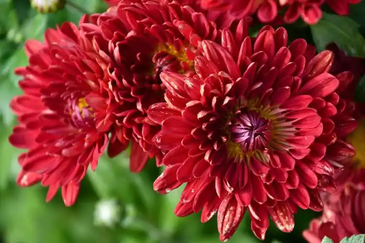 深红色的菊花,原创拍摄