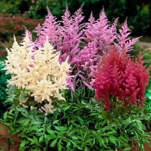 荷兰落新妇 多年生宿根花卉耐寒耐热花期2至3个月红粉白易种植