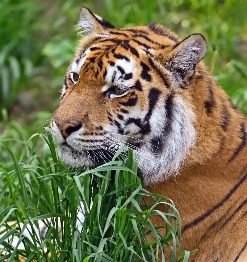 广州动物园老虎骨瘦如柴,饿得只能吃草?