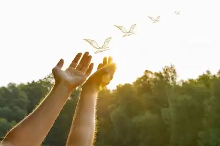 两只鸽子是朋友图片