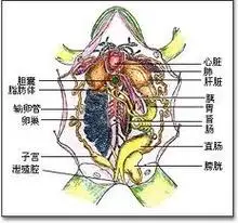 可以啊,青蛙除了可以用肺呼吸还有皮肤辅助呼吸 下面是青蛙的解剖图