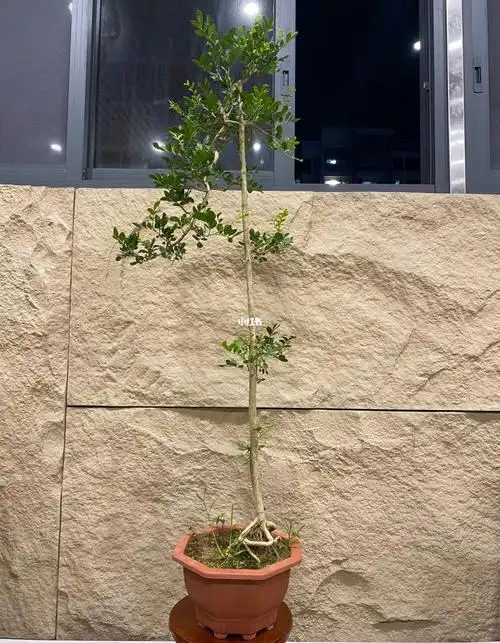 九里香  #文人九里香盆景  #盆景  #苔藓微景观这次上盆后加上短绒和