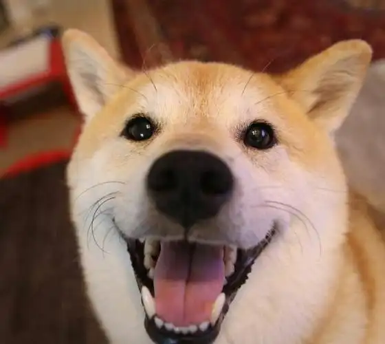 不仅仅是因为形似中华田园犬,更是因为柴犬萌萌的表情