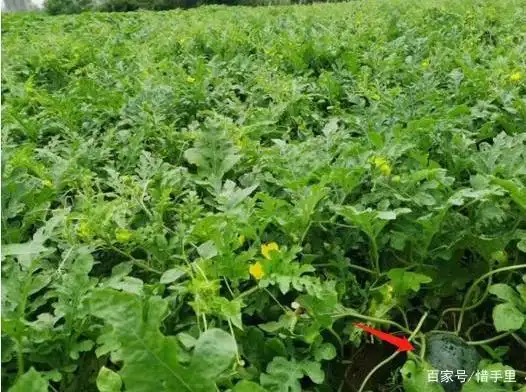 老家的打籽瓜,红瓜子里浸透着满满的回忆