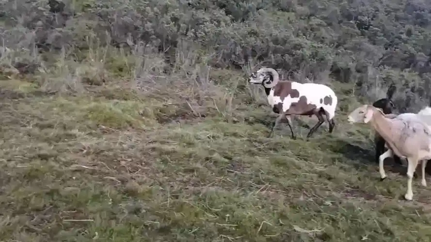济宁努比亚黑山羊羊羔产地行情