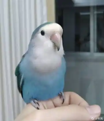 地点:广东省汕头市龙湖区朝阳庄 品种:蓝银顶 备注:体力不佳,可能会飞