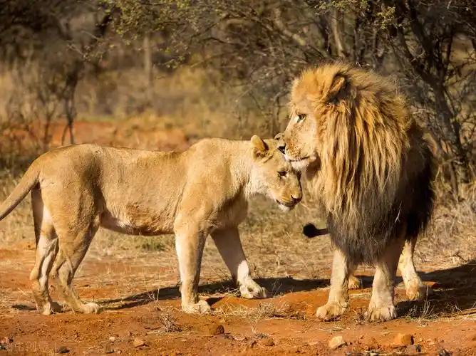 猫科动物中的"百兽之王",为了家族的兴衰而努力繁衍后代.