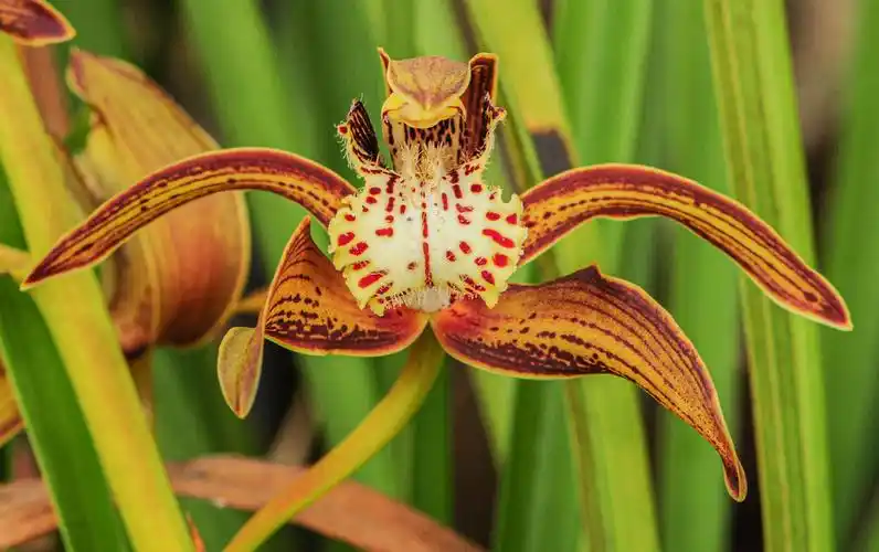 西藏墨脱发起兰科植物恢复行动