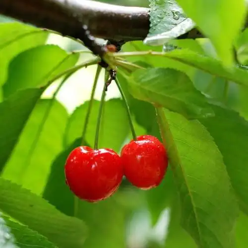 还是在我们微信的朋友圈里面,满满的都是鲜红诱人的大樱桃,樱桃口感好
