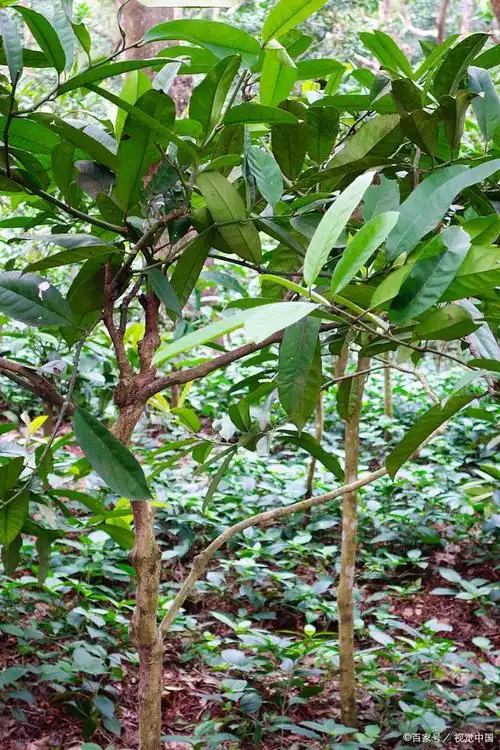 奇楠沉香树苗适合种植环境及地点