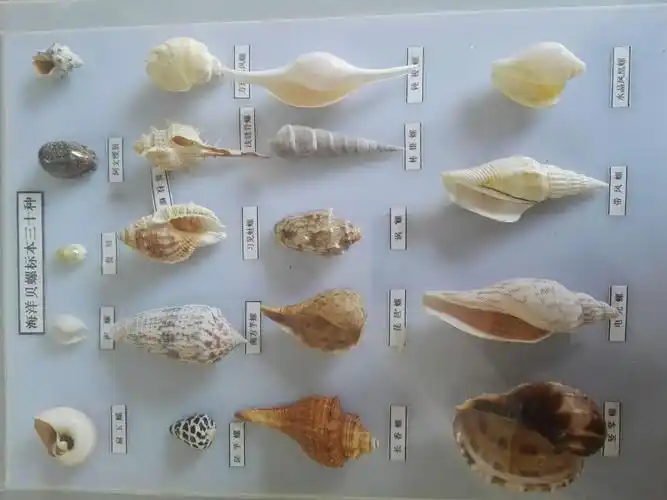 海洋贝螺1