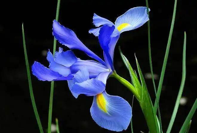 鸢尾花的花语是什么?(鸢尾花的花语是什么绝望的爱)