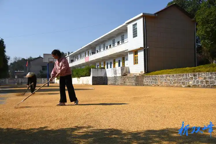 青树坪镇抢抓天气晴好收晚稻