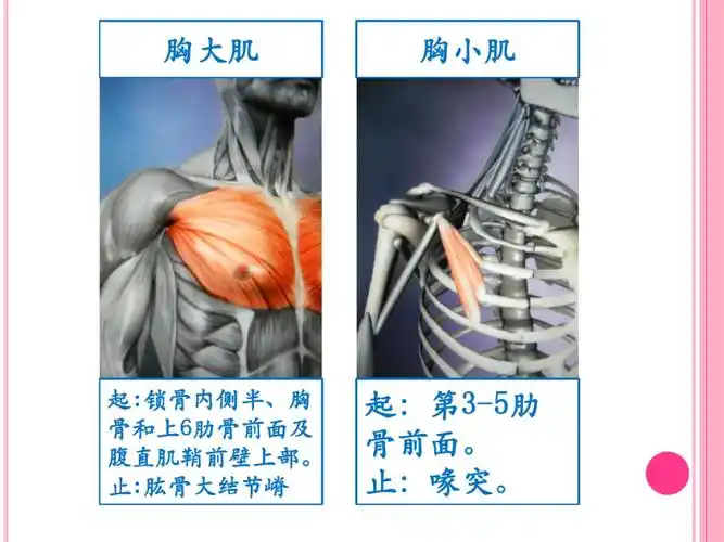 位置:胸大肌深层> 健身干货学堂 分享干货知识 5人 赞同了该文章 胸小