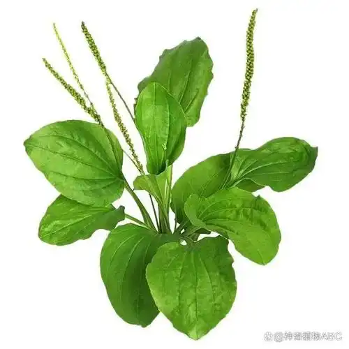 车前为车前科车前属的多年生草本植物.车前在我国各地均有分布.