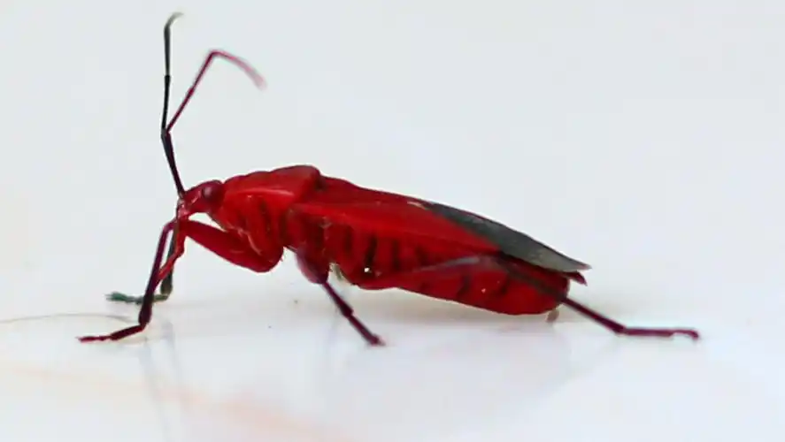 请问这是什么虫,红色的,自己拍的