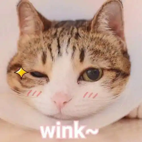 女生发个wink什么意思