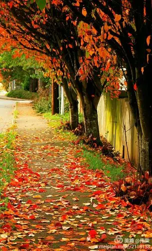 秋天我等你～《落叶》