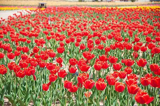 土红花图片_土红花图片大全_土红花图片素材
