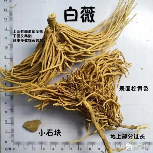 毕节草药:婆婆针线包